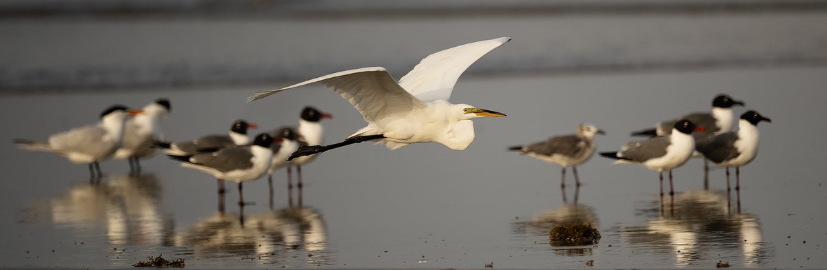 frpaulkammen's tweet image. A Great Egret flying along the Gulf of America at Bolivar Flats in April; Caspian Terns and Laughing Gulls in the background. (High Island, Texas).
