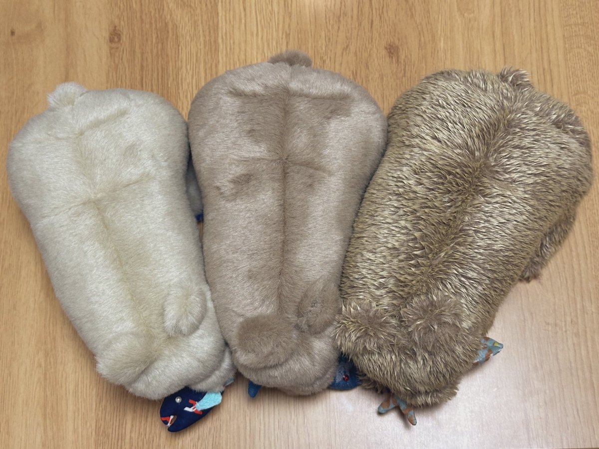 砂色ちゃんを捕獲して、現在三つ子になりました🐻🐻🐻🐟
