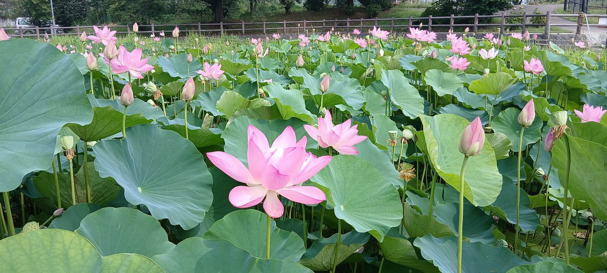 moromaru1's tweet photo. お散歩してきたよ！
総合公園前の花蓮は満開だったよ！蓮は早起きだから、午前中に見に行くのがおすすめだよ☺️
桂木観音のアジサイも色がとってもキレイだったな～！
ゆずの里オートキャンプ場の看板とも記念撮影してきたよ✨
とっても暑いから、お散歩するときは熱中症対策を万全にしてね♪ https://t.co/N7QT8b2uuI