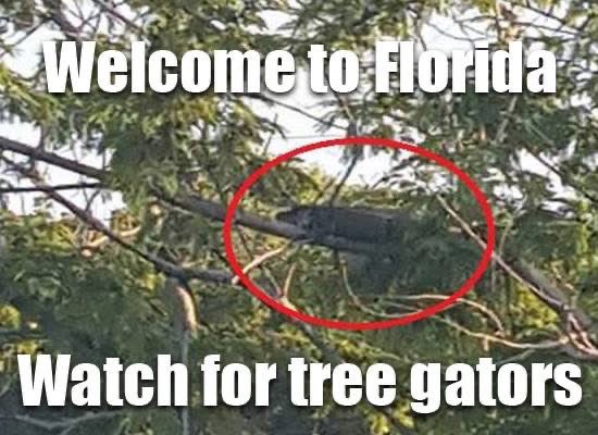 Any trees near Alligator Alcatraz?