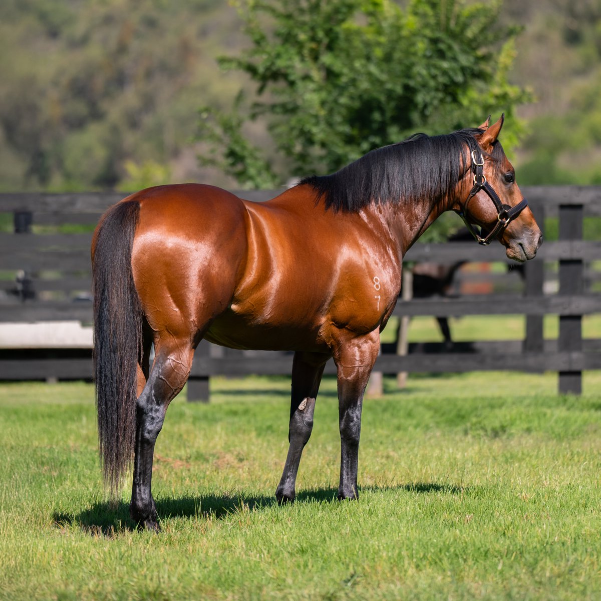 When you see Prague in the flesh and consider the strength of the Redoute’s Choice sireline, it’s clear that he has all the right attributes for success. The season ahead is shaping up nicely, with a quality book of mares heading his way.

🔗 - bit.ly/4dOyTlJ
