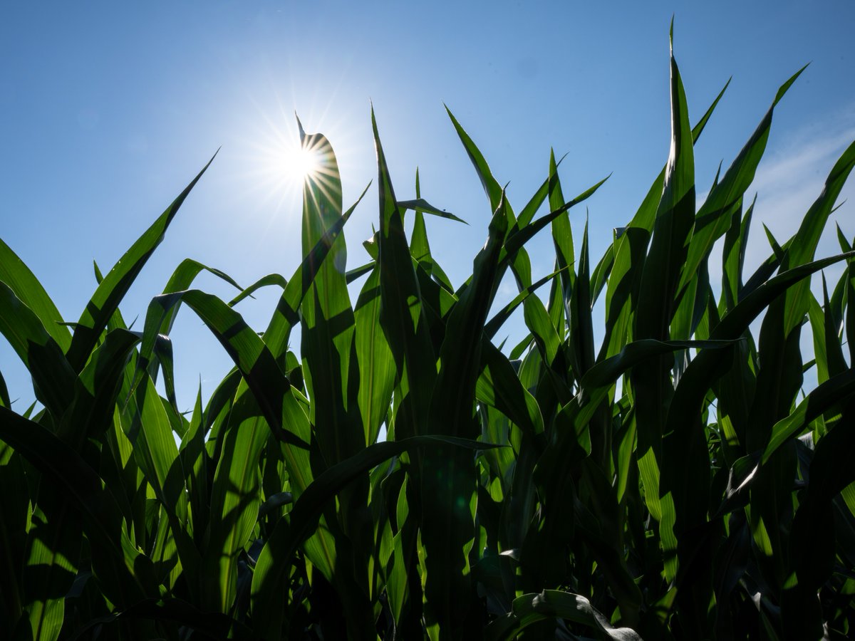 WyffelsHybrids's tweet image. Life in the Central Corn Belt lately.

#WyffelsCountry