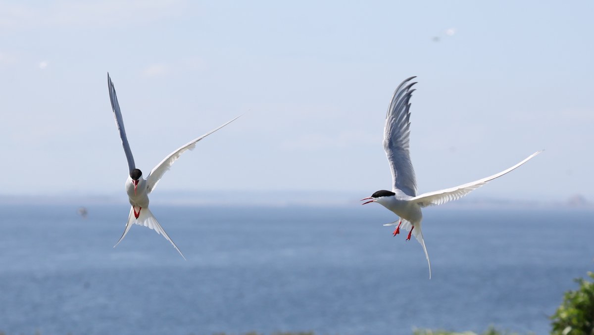 GM my friends, it's time to Share/QP your #Pairs or #Duos of whatever takes you're fancy for #TwosDay.
Here's a set from my 1st Farne trip a few weeks ago, they are Herring Gulls, Guillemots, Puffins &amp; Artic Terns.

#birds #naturephotography #EastCoastKin #photography #wildlife
