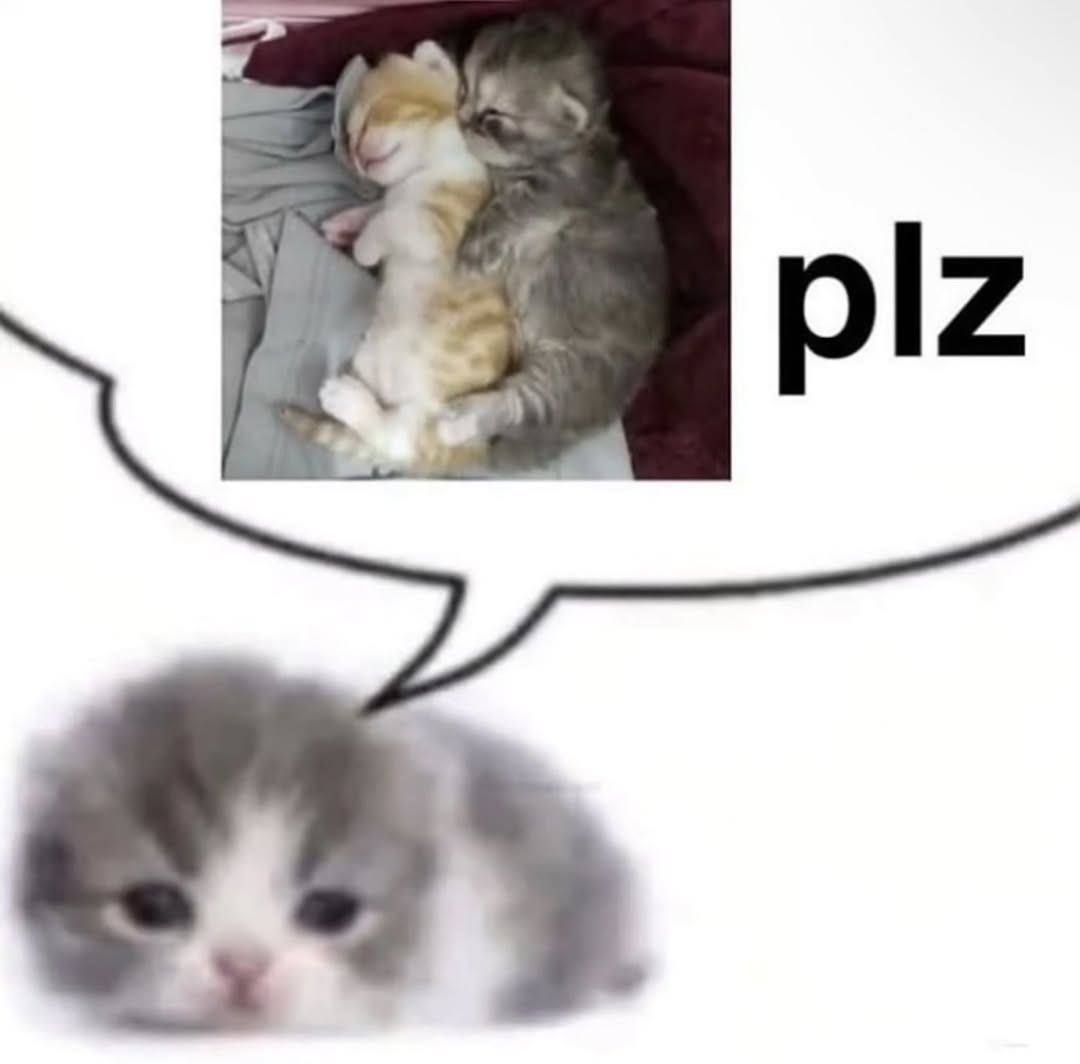 cats.jpg (@catsdotjpg) on Twitter photo 