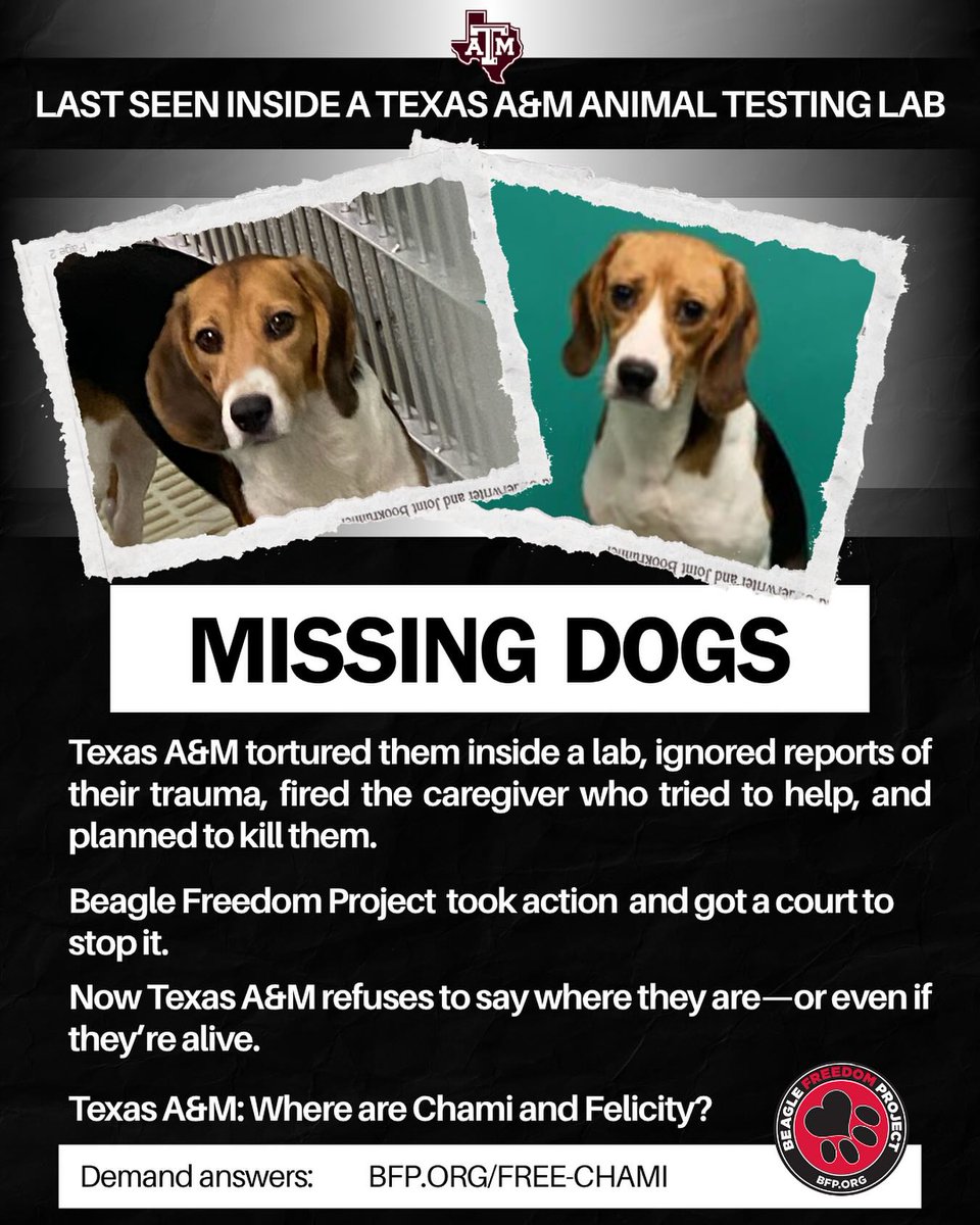 beaglefreedom's tweet image. Where are Chami and Felicity?🐶💔
Texas A&M won’t say if they’re alive, despite a court order meant to protect them. If there’s nothing to hide, then show us inside.🚨
Take action: bfp.org/free-chami
#FreeChami