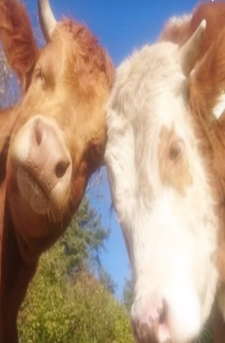 𝑠𝑘𝑖𝑛 𝑑𝑒𝑠𝑡𝑟𝑜𝑦𝑒𝑟 (@gloomingly) on Twitter photo 