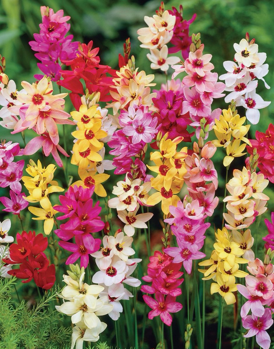 Current gardening plans - growing these 4 babies to be strong for spring! 
1. Grape Hyacinths
2. Fantasia Freesias 
3. Mixed Ixias 
4. Bergunden Freesias 

Watch this space 😍