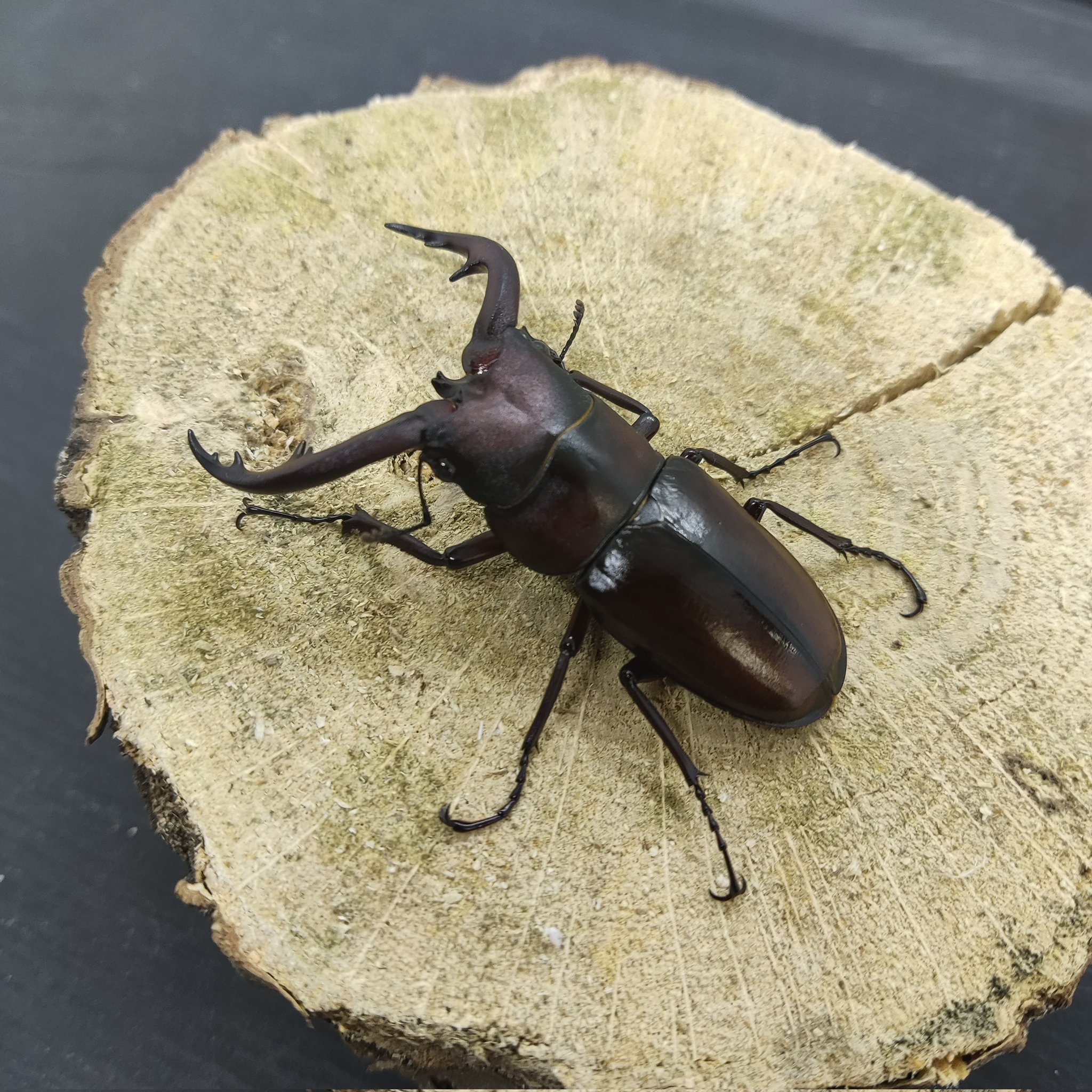 カブクワオタク 人気のカブトムシ・クワガタムシのリアルフィギュアが付いた昆虫
