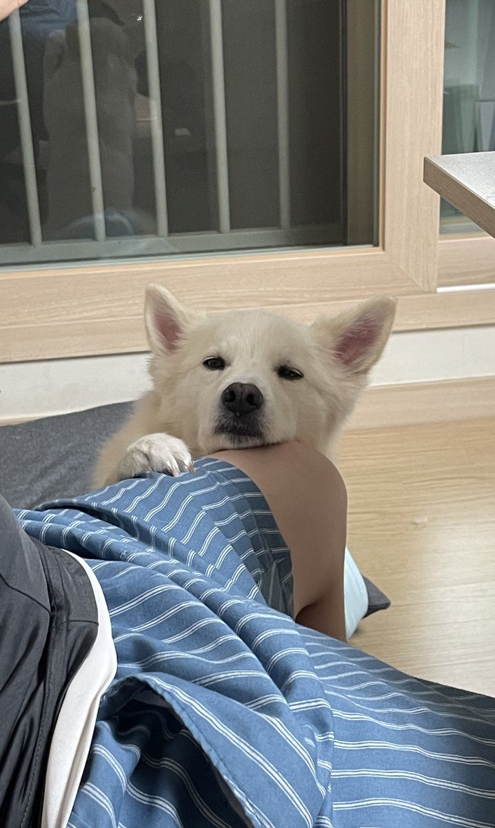 자기 밥그릇에 있던 쇠고기구이가 온데간데없이 사라졌다고 호소중 (님이 다 드셨잖아요..)