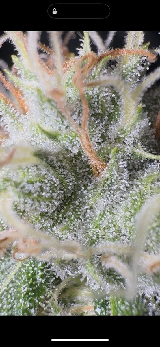 inocul8d's tweet image. DJ Short Blueberry x Kosher BX1💚
Bred by: @DNAGenetics