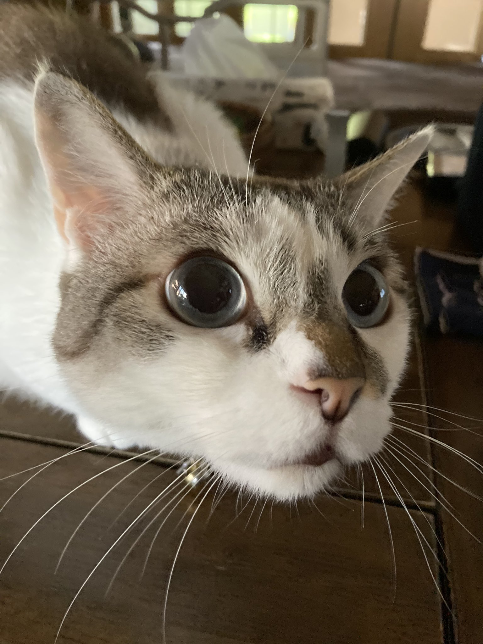 ぴーちゃん305【キジトラ招き猫作ってます】 on X: 