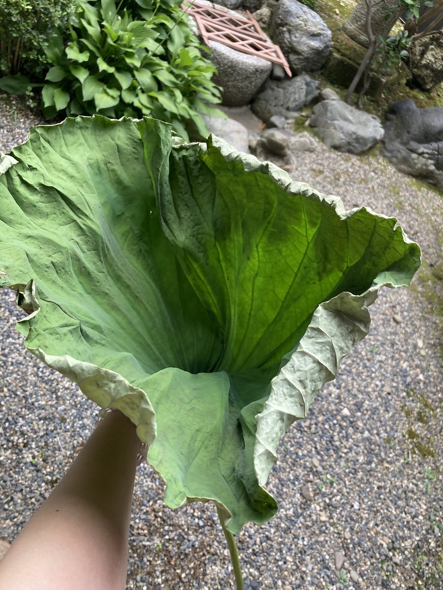 ihocrafts's tweet photo. 知り合いからもらった蓮で蓮糸作り🪷 https://t.co/yZAgJqFOAT