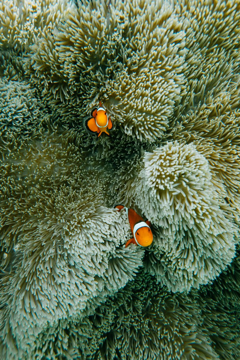 Hangin' in the anemone 🪸

📸: Ippei Naoi

#clownfish #anemone #oceanlife #Japan