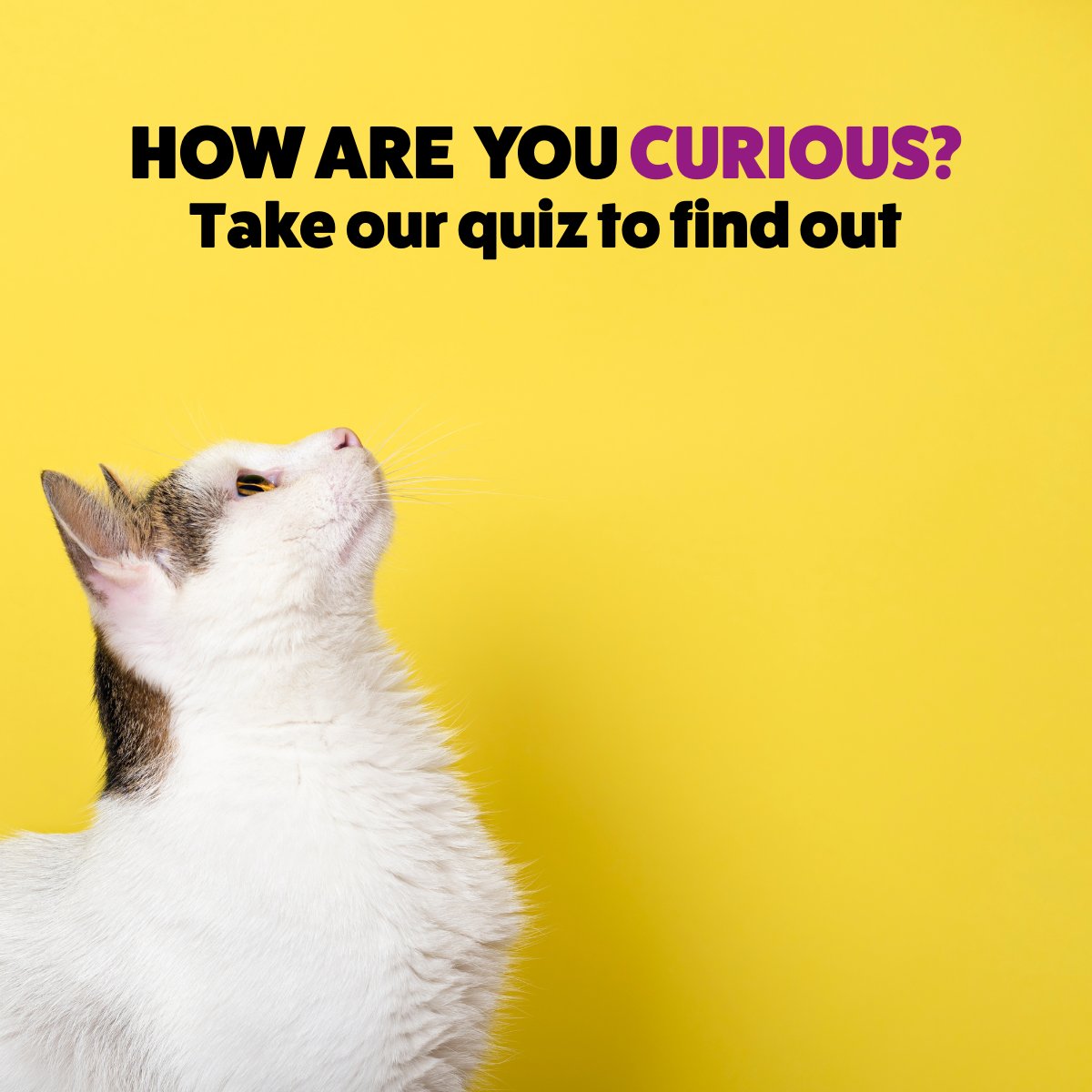 GeniusLearning1's tweet image. Just dropped Episode 5 of the Little Moves, Big Careers podcast: 'Curiosity Is Your Secret Weapon.' Discover how curiosity can transform your career and life! Join the discussion today! 🎙️ wix.to/XtWAaZw #Curiosity #CareerGrowth #Podcast #careertips