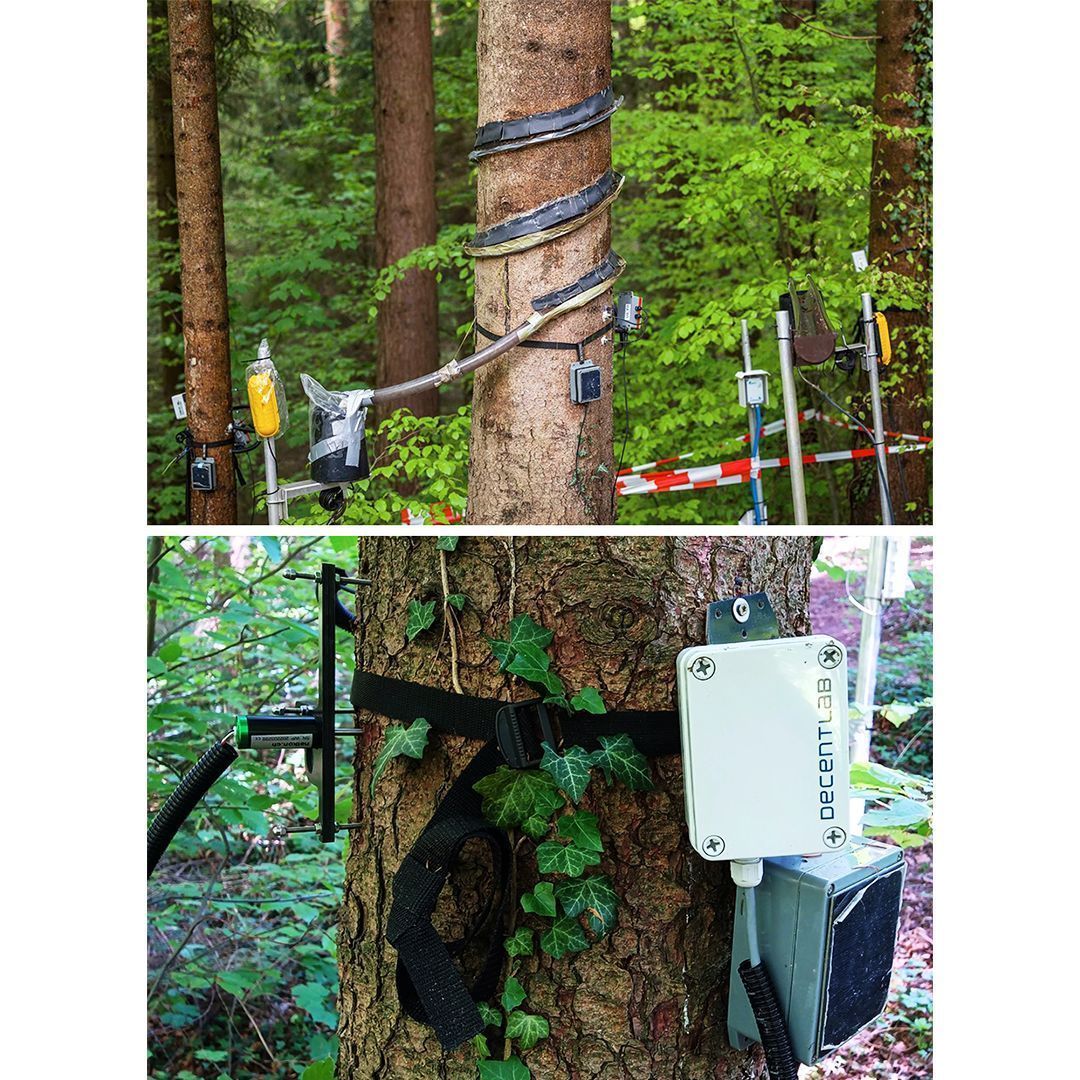 Decentlab (@decentlab) on Twitter photo We’re proud to be part of ETH Zurich’s forest lab project! 🌲💧
Even during heavy rain, most water in soil & streams is old.
Data from various sensors — incl. Decentlab — reveals how forests store & use water.
buff.ly/xp1eC6W
#ethz #waldlabor <a href="/ETH_en/">ETH Zurich</a> <a href="/MariusFlorianc1/">Marius Floriancic</a> We’re proud to be part of ETH Zurich’s forest lab project! 🌲💧
Even during heavy rain, most water in soil & streams is old.
Data from various sensors — incl. Decentlab — reveals how forests store & use water.
buff.ly/xp1eC6W
#ethz #waldlabor <a href="/ETH_en/">ETH Zurich</a> <a href="/MariusFlorianc1/">Marius Floriancic</a>