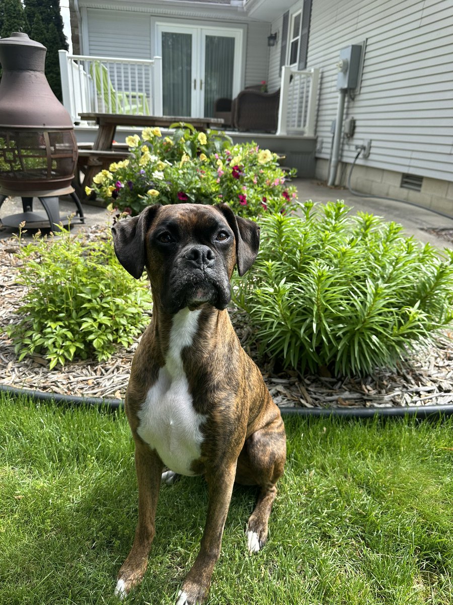 brookstheboxer's tweet image. i love the sunshine🥰☀️🐾 #FourthOfJuly #prettylady #PuppyLove