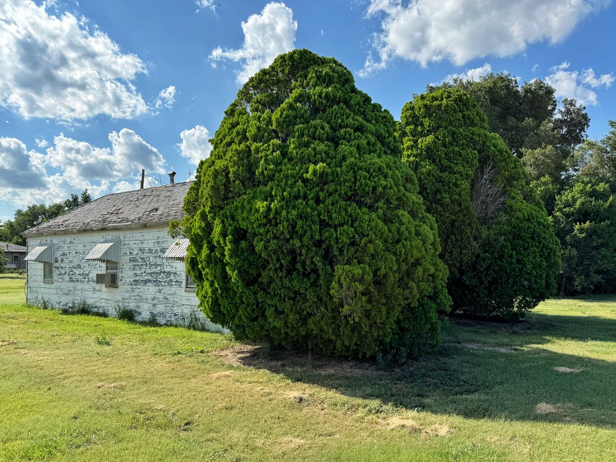 decorative trees in the oklahoma panhandle