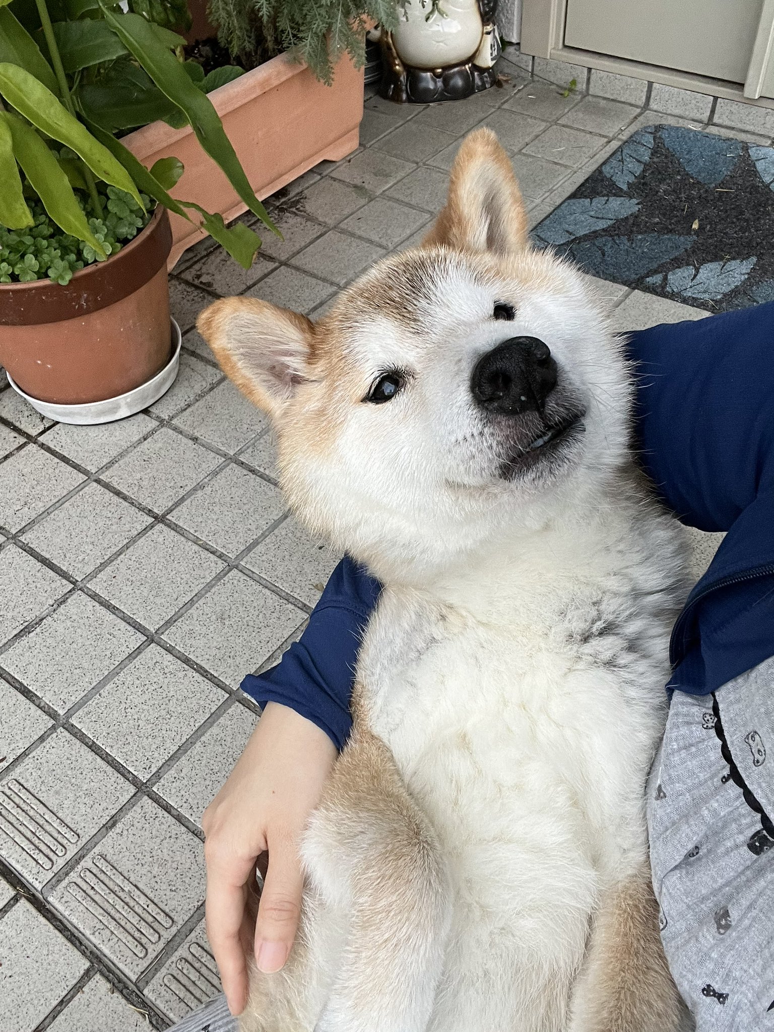 柴犬テツ 柴犬テツ (@tetsu_shiba) / X