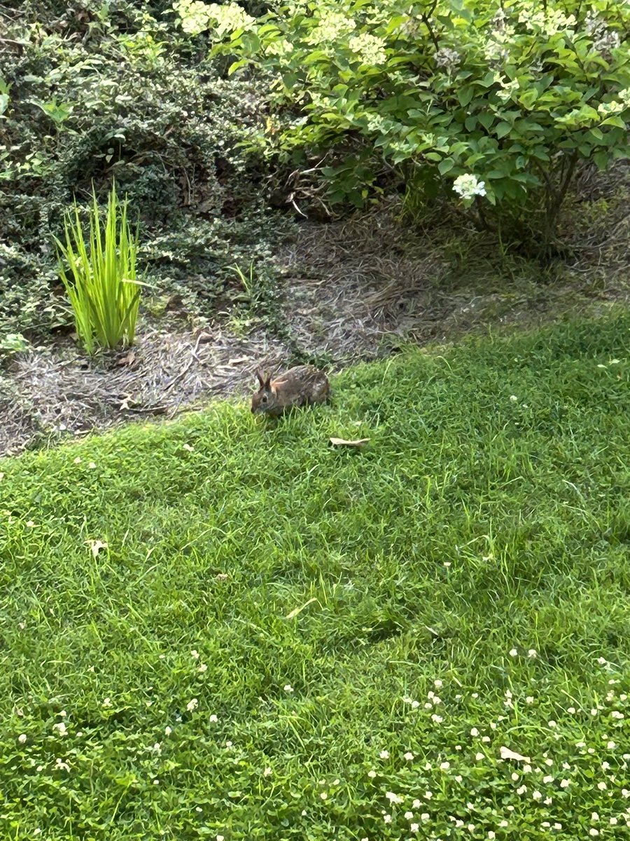 Barrington Bunny is in the yard grazing nightly! 🐰 

#bunny #rabbit #NorthCarolina #nc #greatsmokymountains