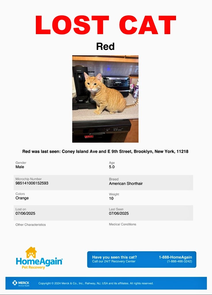 🌻Samson Cat🐱 (@meowmiya88) on Twitter photo 📢🇺🇲🗽💔🆘️⏳🚨😿Please RT to find Red #NYC #missingcat #lostcat #Brooklyn #CatsOfTwitter #CatsOfX <a href="/HAPetRescuer/">HomeAgain PetRescuer</a> 📢🇺🇲🗽💔🆘️⏳🚨😿Please RT to find Red #NYC #missingcat #lostcat #Brooklyn #CatsOfTwitter #CatsOfX <a href="/HAPetRescuer/">HomeAgain PetRescuer</a>