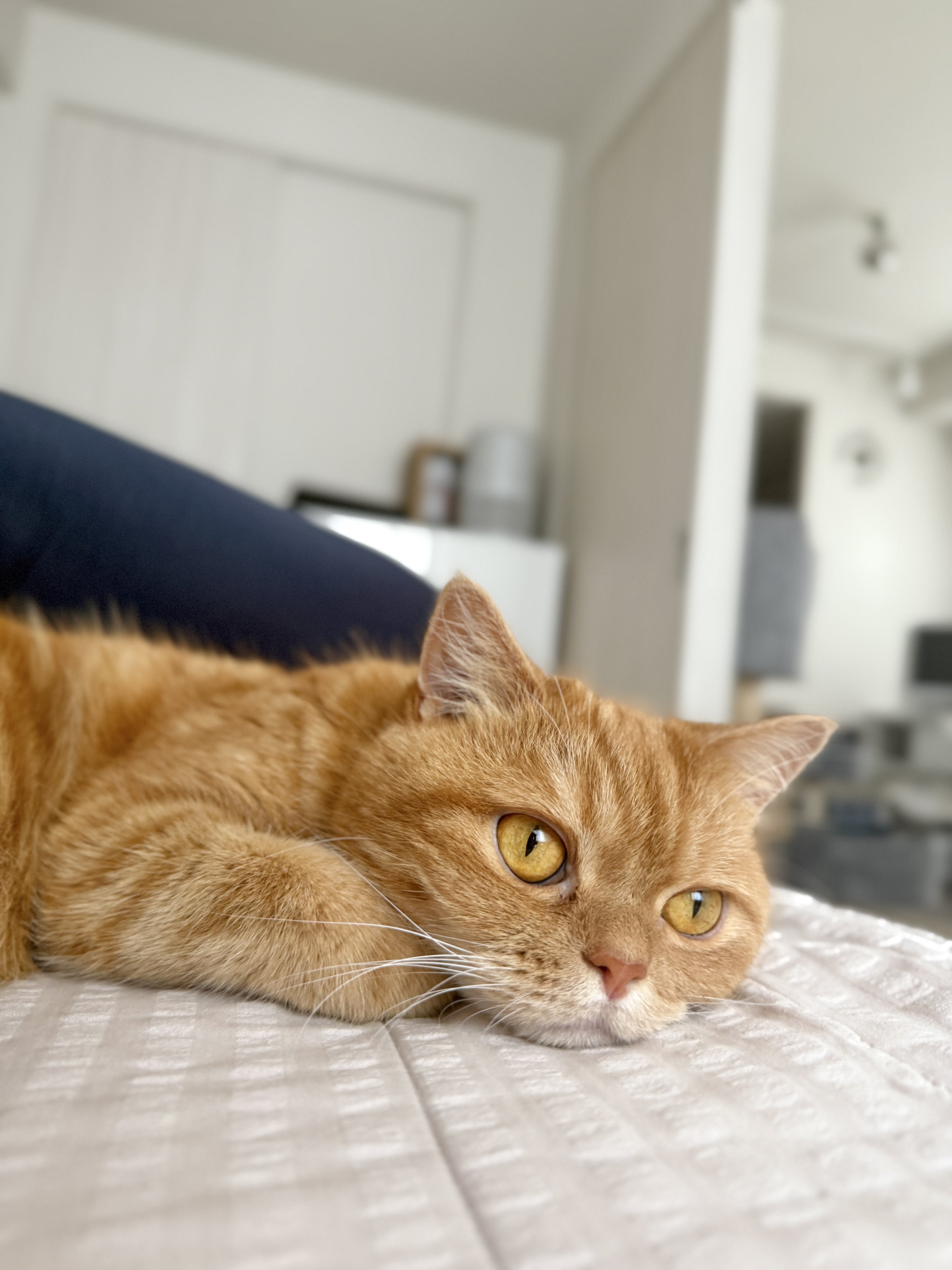 ねこにゃむ にゃむ (@nyamuchannel) / X