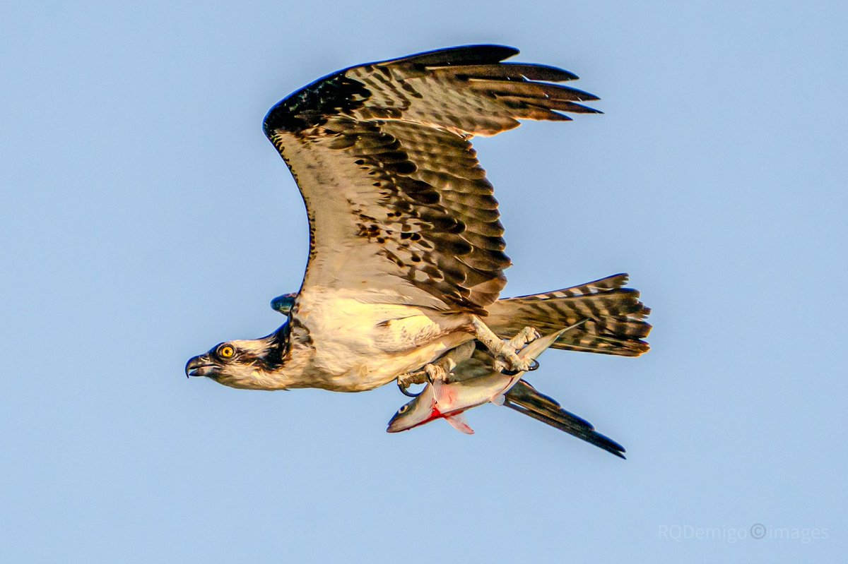 Osprey and its catch..🐟 #wildlifephotography #birdsofprey