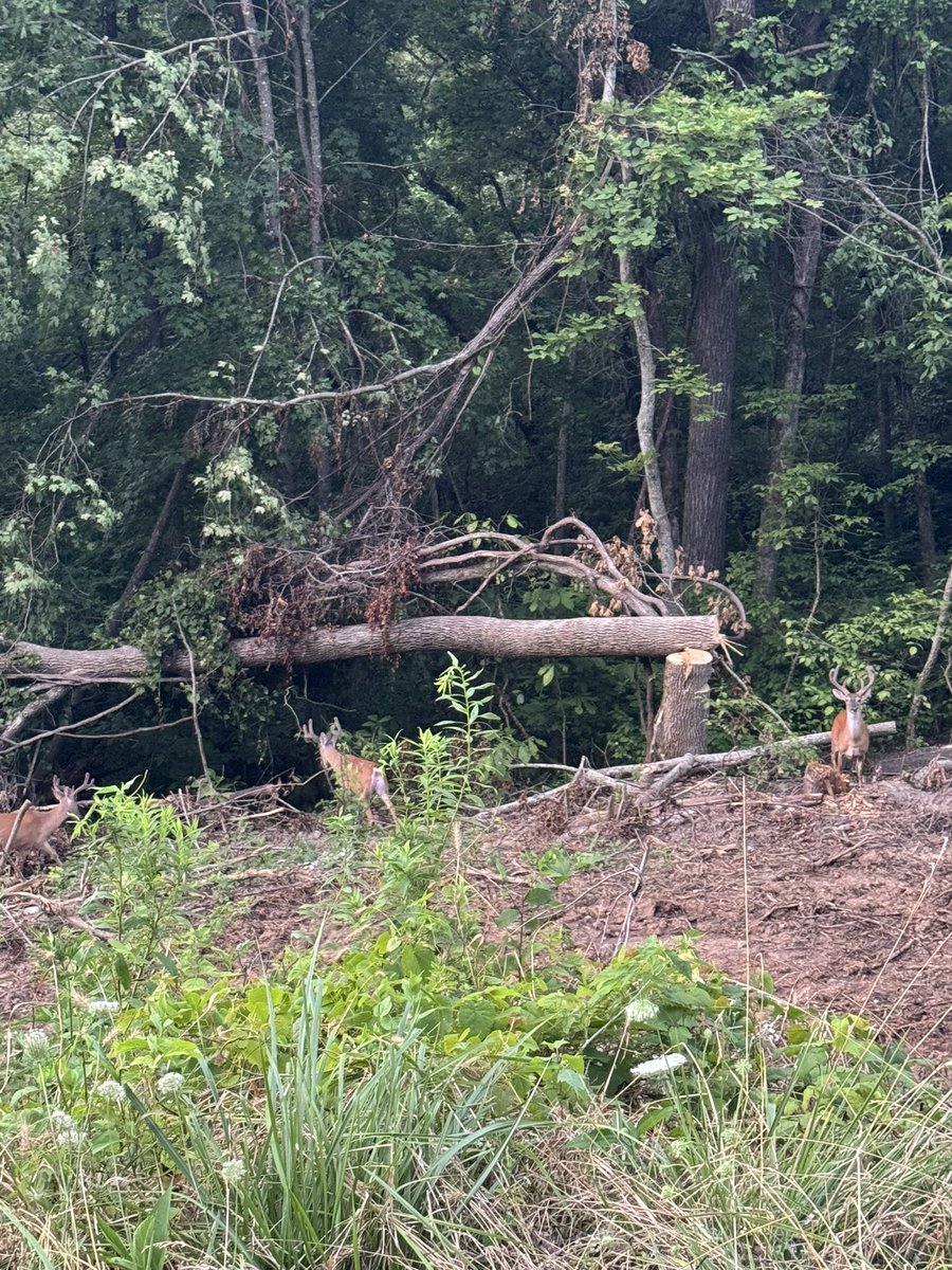 dbfarms2023's tweet image. Checking cows this evening and found some bachelors nanny will be getting some calls for permission to hunt if she don’t keep these boys hid!!!
