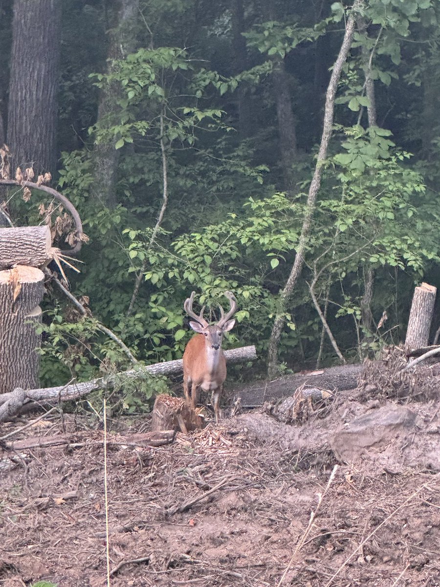 dbfarms2023's tweet image. Checking cows this evening and found some bachelors nanny will be getting some calls for permission to hunt if she don’t keep these boys hid!!!