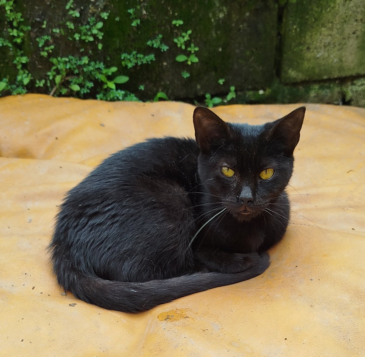 "Panterita" en adopción. Una panterita lista para ser adoptada por una familia que la trate como la reina que es.
Le encanta tomar sol, jugar y dormir con Karens.
Adoptar es cambiar una vida… y también la tuya.
Si sirntes conexión con "Pantera", no lo ignores. Escríbenos un DM