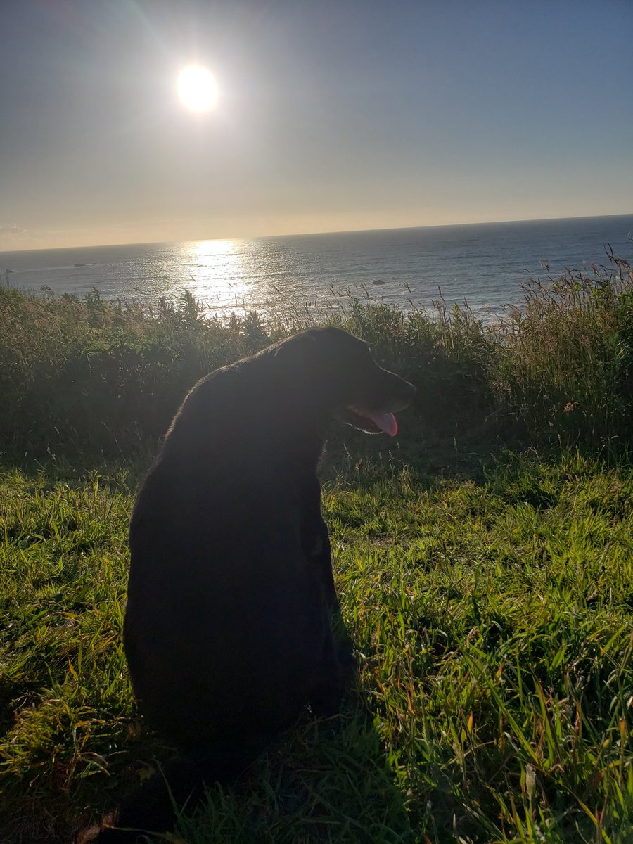 Today,
 Rufus "The Retaliator" Beers 
crossed the rainbow bridge. Thank you, Rufus, for 15.75 years of unconditional love and support! All our memories! You changed my life, and I'll never forget you. We had a good run, my best friend.  RIP,  I'll see you again.  🙏 💔 🐾