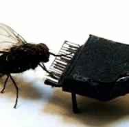 In papuland there’s a papu