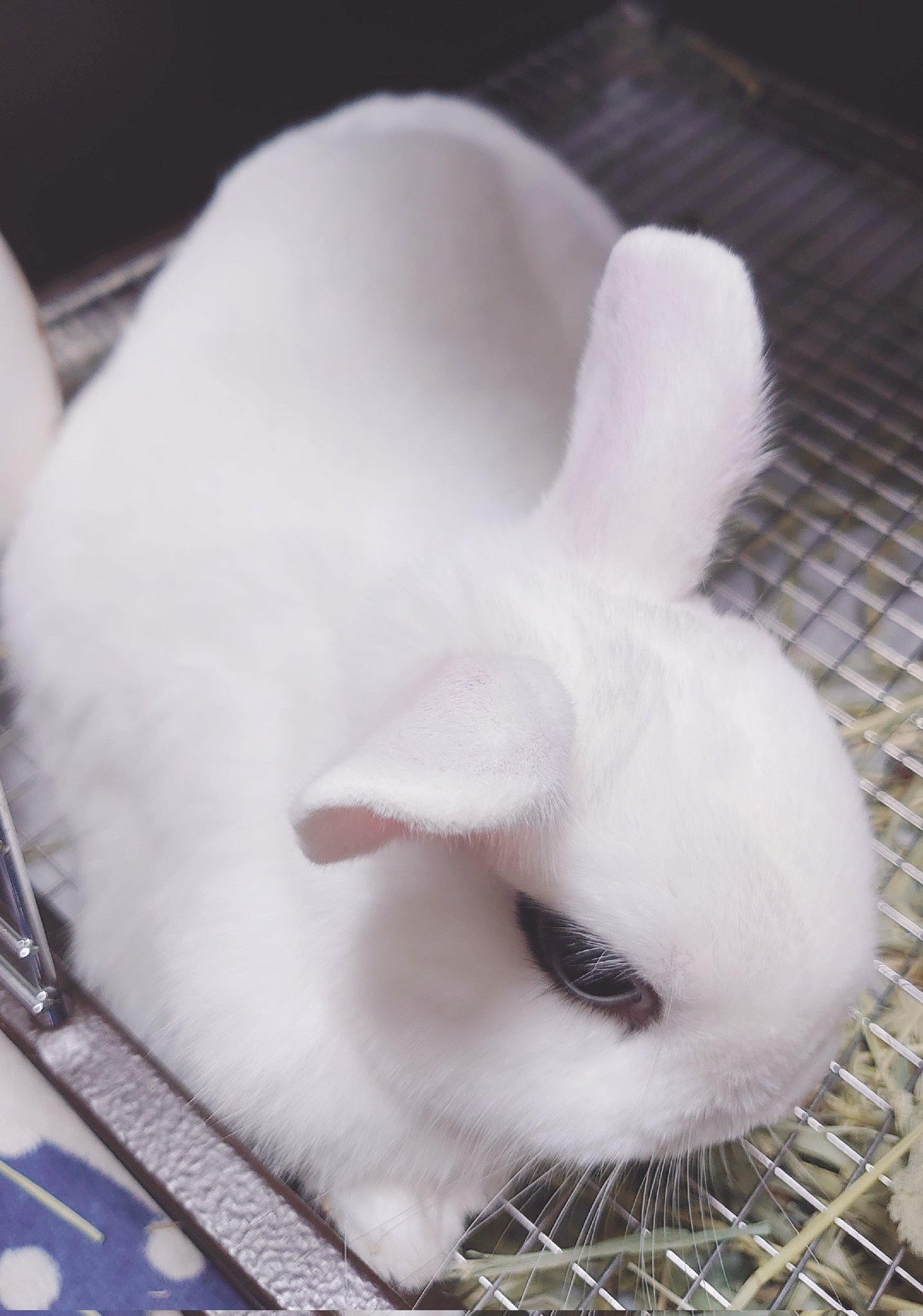 うさぎ130₍ᐢ.ˬ.ᐡ₎【プロフ確認】　 sddefault.jpg