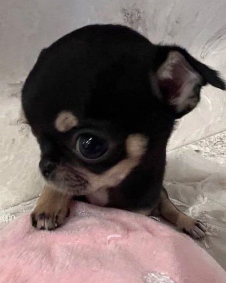 💖 (@twaniimals) on Twitter photo 