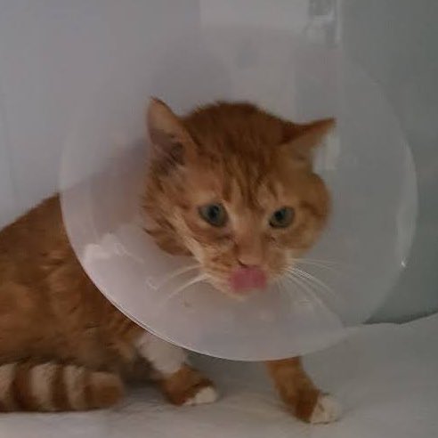 2020년 8월 20일 
응급실 입원하고 받은 사진인데 
너무 꼬질해서 웃기고 짠했음 
(아 웃겨 지금은 웃을 슈 잇는 사진)