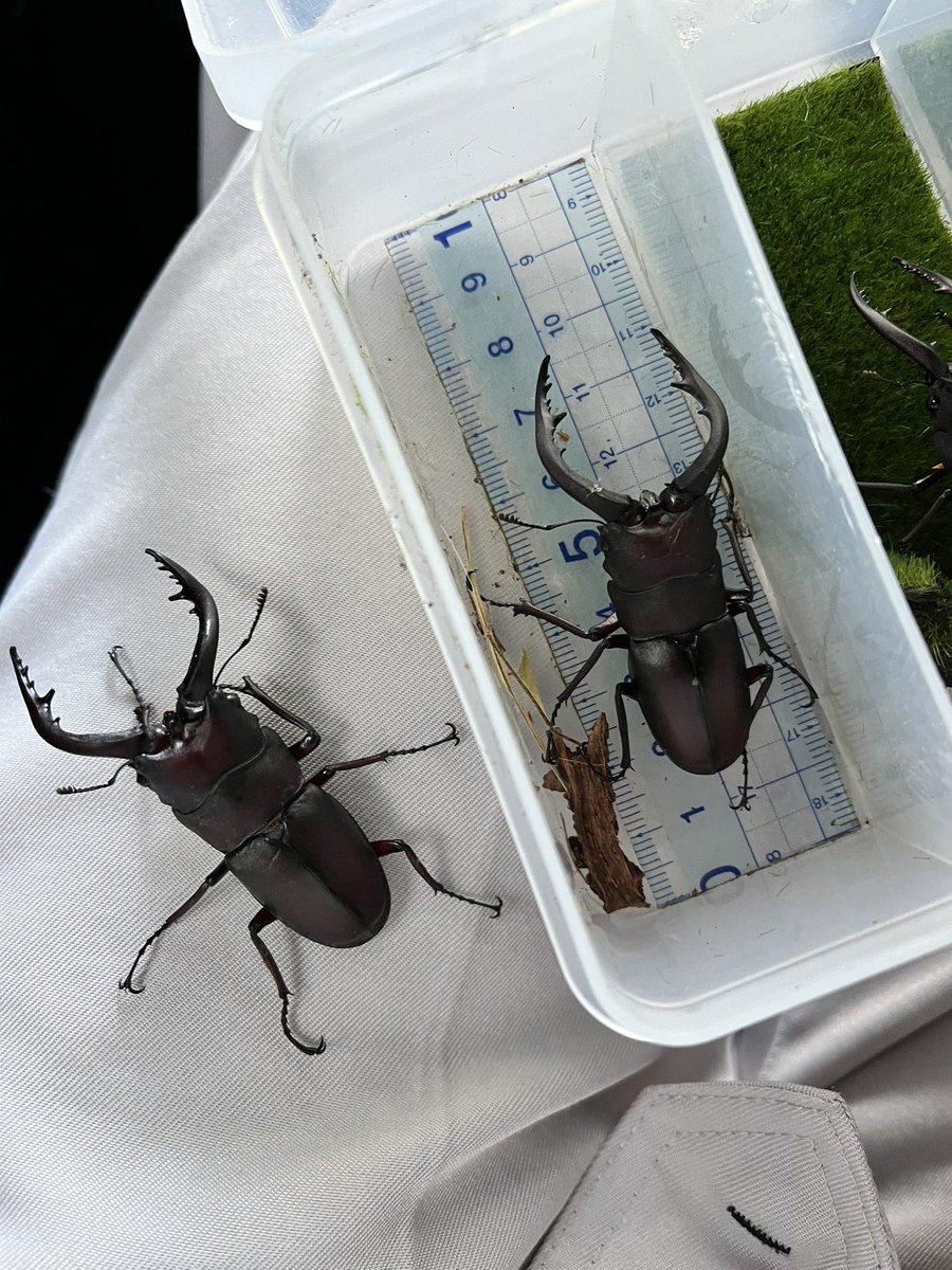 朝から採集♬
最高すぎる！😆