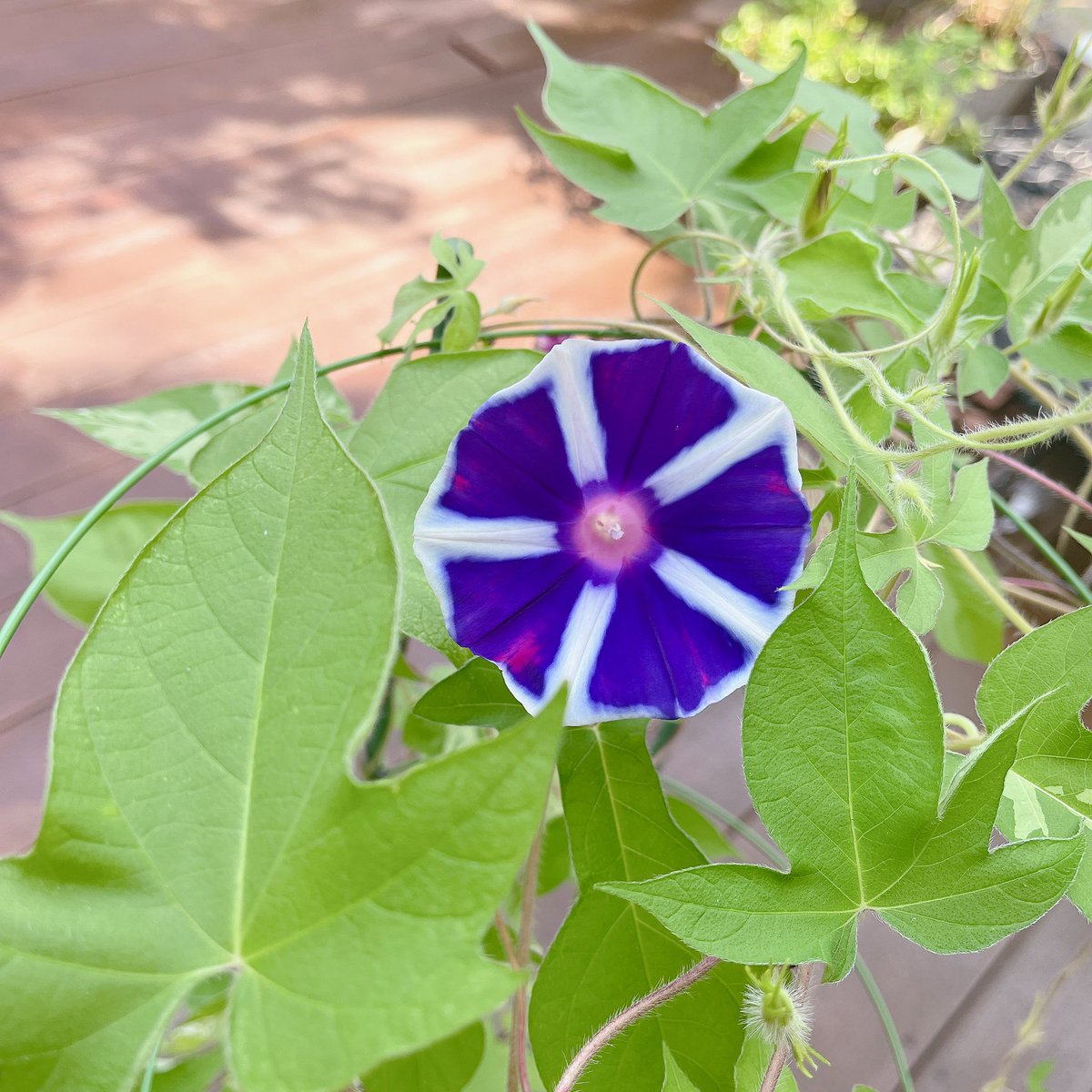 FumiyoShimoda's tweet image. 今朝は薄青二輪と紫一輪でした！暑いけど皆様お気をつけて！心健やかに過ごしましょう！#RKBラジオ　#ネットワークトゥデイ