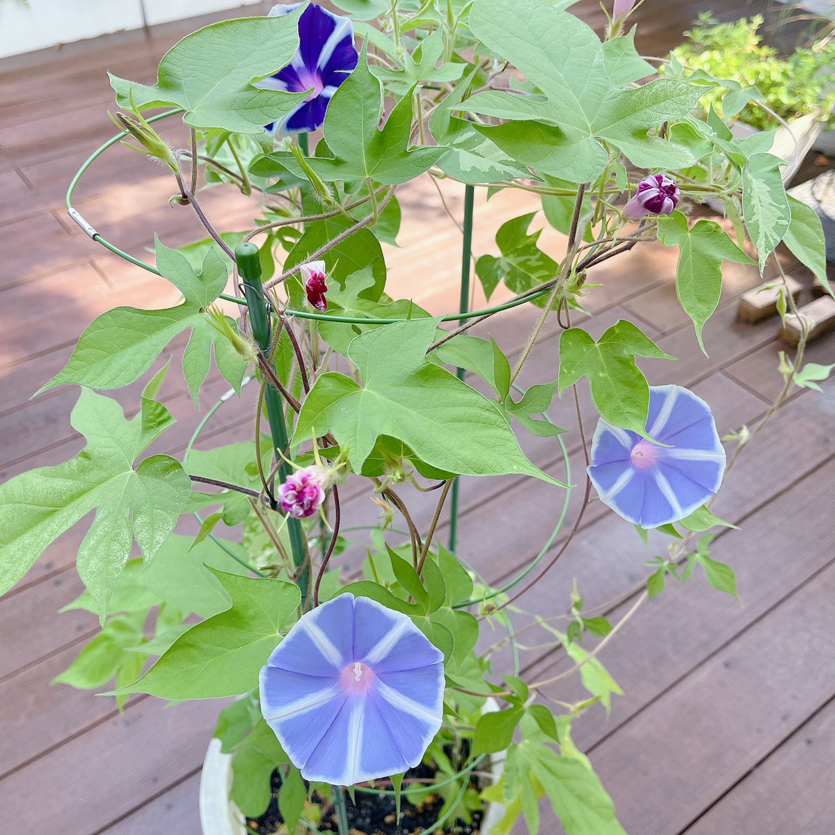 FumiyoShimoda's tweet image. 今朝は薄青二輪と紫一輪でした！暑いけど皆様お気をつけて！心健やかに過ごしましょう！#RKBラジオ　#ネットワークトゥデイ