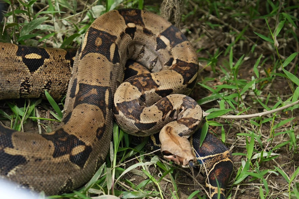 Corantioquia's tweet image. 🦜🐍 ¡Liberamos 18 animales silvestres!

Estos fueron rehabilitados en nuestro Hogar de Paso y ahora vuelven a su hábitat. 🙌🏼🌳

🦉🐦‍⬛Coquitos, currucutús, búhos rayados
🐍 Una boa
🦝 Una zarigüeya

❌ Denuncia el tráfico y tenencia ilegal a la línea 123 de la @PoliciaColombia.