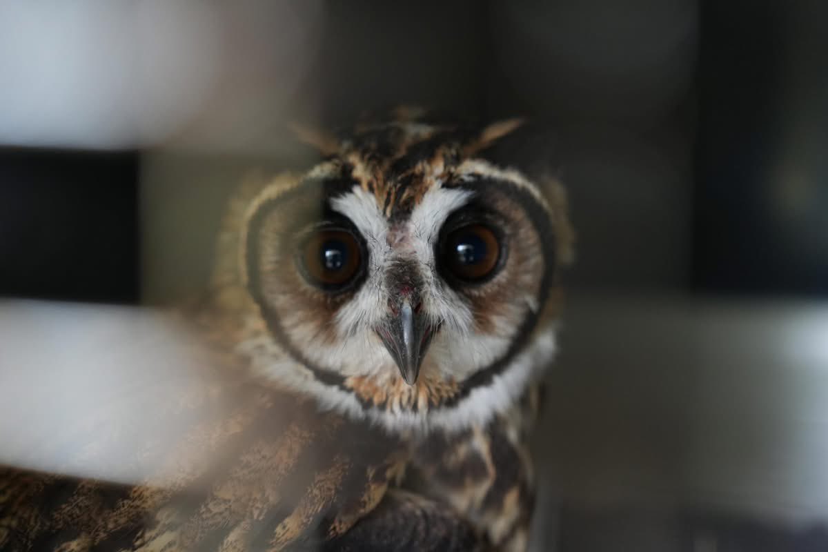 Corantioquia's tweet image. 🦜🐍 ¡Liberamos 18 animales silvestres!

Estos fueron rehabilitados en nuestro Hogar de Paso y ahora vuelven a su hábitat. 🙌🏼🌳

🦉🐦‍⬛Coquitos, currucutús, búhos rayados
🐍 Una boa
🦝 Una zarigüeya

❌ Denuncia el tráfico y tenencia ilegal a la línea 123 de la @PoliciaColombia.
