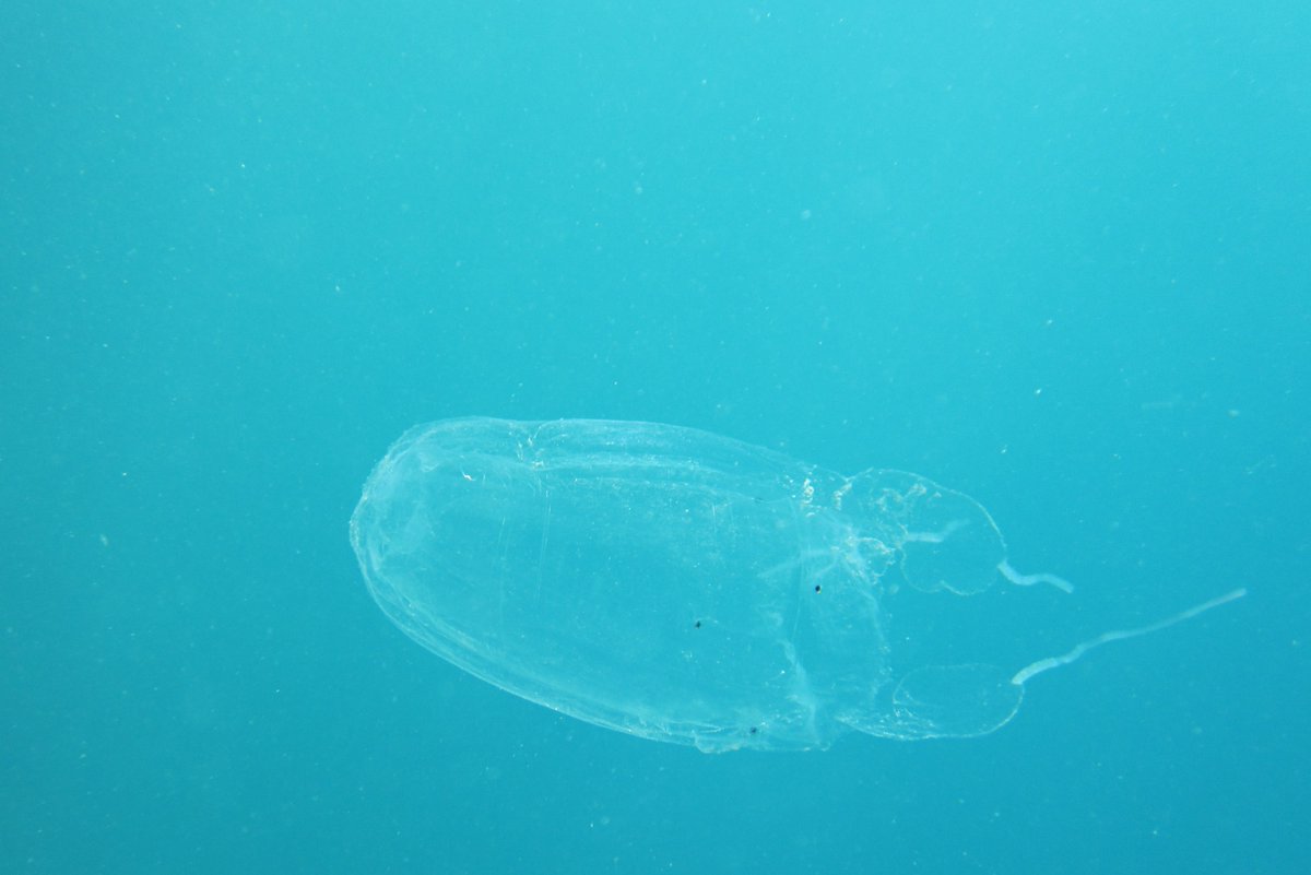 ⚠️【クラゲ注意喚起｜ハコクラゲ（Box Jellyfish）】⚠️

Håfa Adai!
グアム農業省 水産・野生動物課（DAWR）より、ハコクラゲに関する注意喚起が発表されています。
📅 出現予測期間：2025年7月16日～20日
📍 主な出現場所： 浅瀬のサンゴ礁付近や浜辺

👾 ハコクラゲとは？