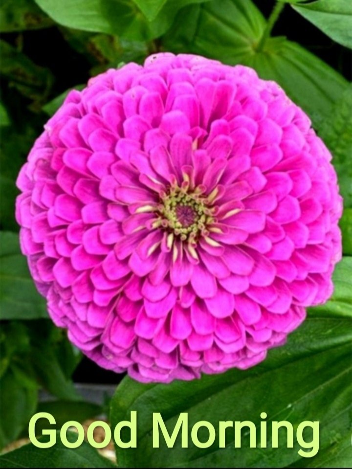Karthika_s1's tweet image. എല്ലാവർക്കും,
പ്രിയങ്കരമായ, സന്തേഷമുളള ദിനം ആശംസിക്കുന്നു...
🌺🌺💚🌺🌺💚🌺🌺💚🌺🌺💚🌺🌺
Wishing you all an Endearing and Pleasant day 💓