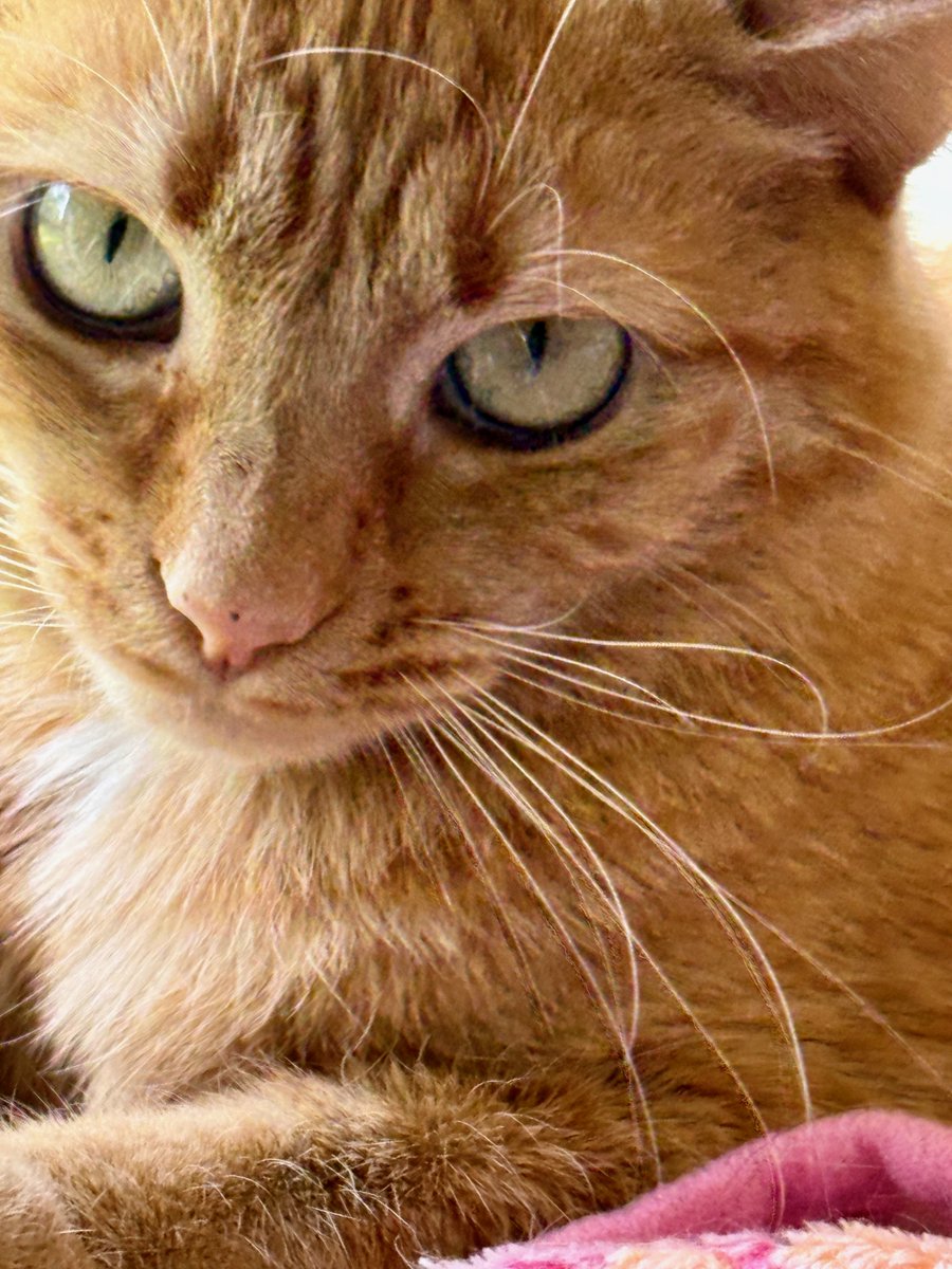 "Adopt me," says Cleo, "and I'll only have eyes for you!"
But she also said there's a $100 prize for the 100th person who RTs &amp; gives her a shout out and we must tell you that's not true.