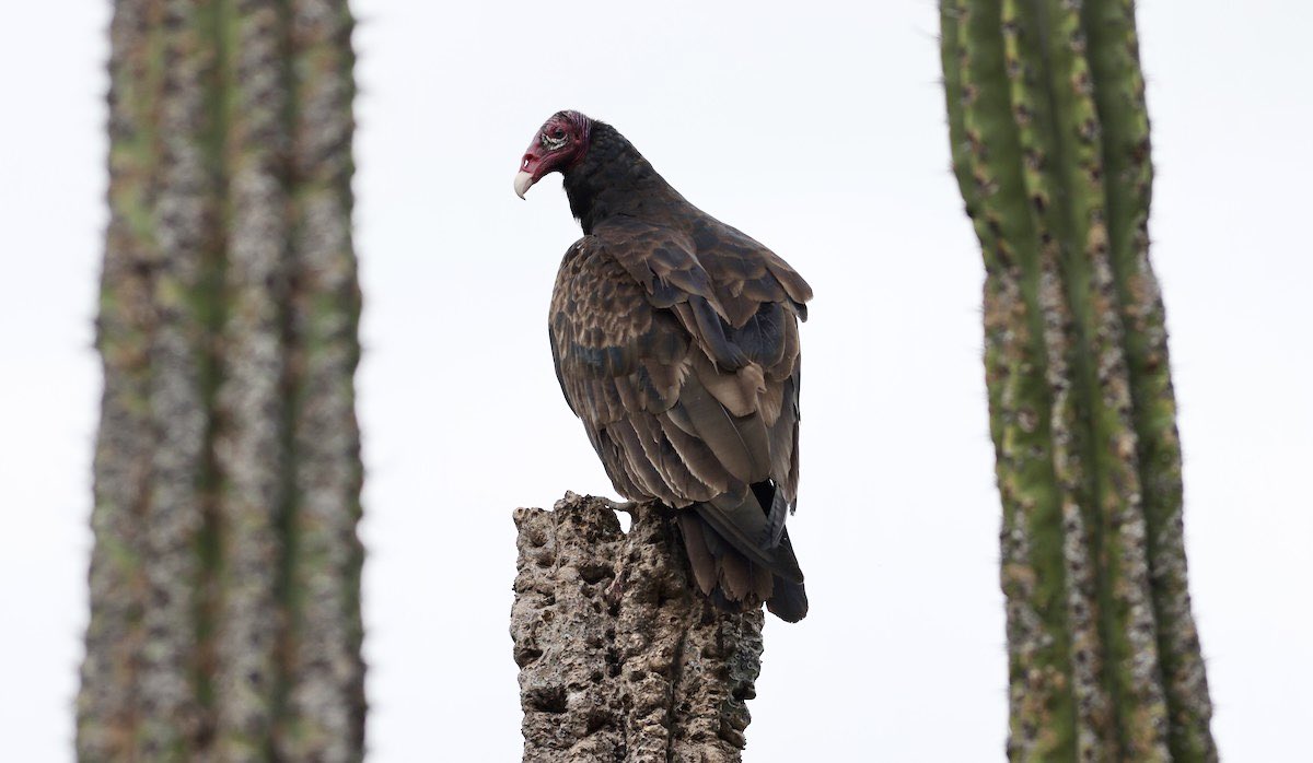 I like this pic I took of a Turkey Vulture among cactus south of Oaxaca, Mexico