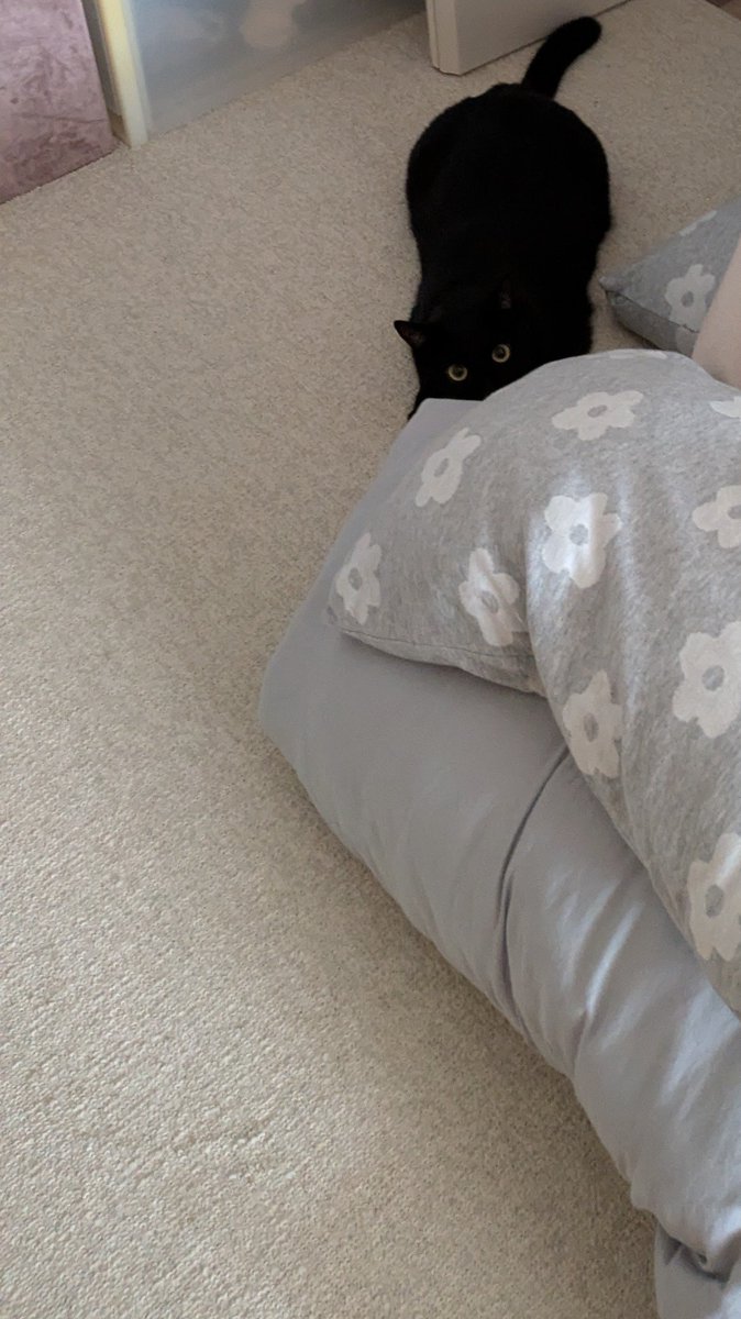 kuma_engine's tweet photo. 見えてないと思ってるの可愛
#ねこ #黒猫 https://t.co/Ss1qtAWQPB