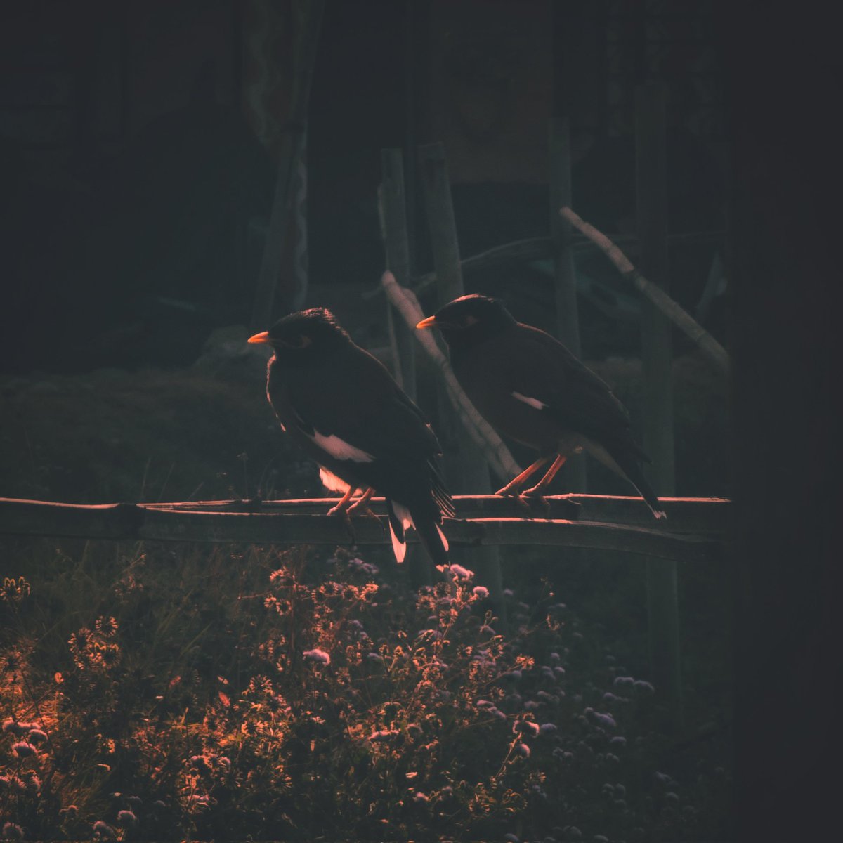 Sachin Acharya🇳🇵✨️ (@sachinacharya) on Twitter photo <a href="/kirola_hemant/">Feathers in Wild_Hemant Kirola</a> Good morning,folks!🌞
Happy #Twosday,Tuesday!
Two mynas find solace on a fence,bathed in the soft,early morning warm glow✨️
#birdsneedyou #BirdsSeenIn2025 #birdphotography #Nature #wildlife #BirdsOnX #BirdsOfX #photography #StromHour #ThePhotoHour #withGalaxy #ShotOnSnapdragon <a href="/kirola_hemant/">Feathers in Wild_Hemant Kirola</a> Good morning,folks!🌞
Happy #Twosday,Tuesday!
Two mynas find solace on a fence,bathed in the soft,early morning warm glow✨️
#birdsneedyou #BirdsSeenIn2025 #birdphotography #Nature #wildlife #BirdsOnX #BirdsOfX #photography #StromHour #ThePhotoHour #withGalaxy #ShotOnSnapdragon