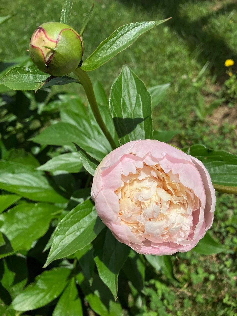 🌸 Even in a heavy world, #beauty still blooms.
This peony reminds us that #nature keeps showing up — soft, strong, and full of promise. Let’s try to keep nurturing &amp; protecting what’s good.
