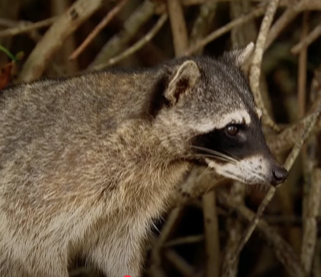 ShesAllBach's tweet image. Hard to believe this is the same show that made Clare talk to a raccoon #BachelorInParadise