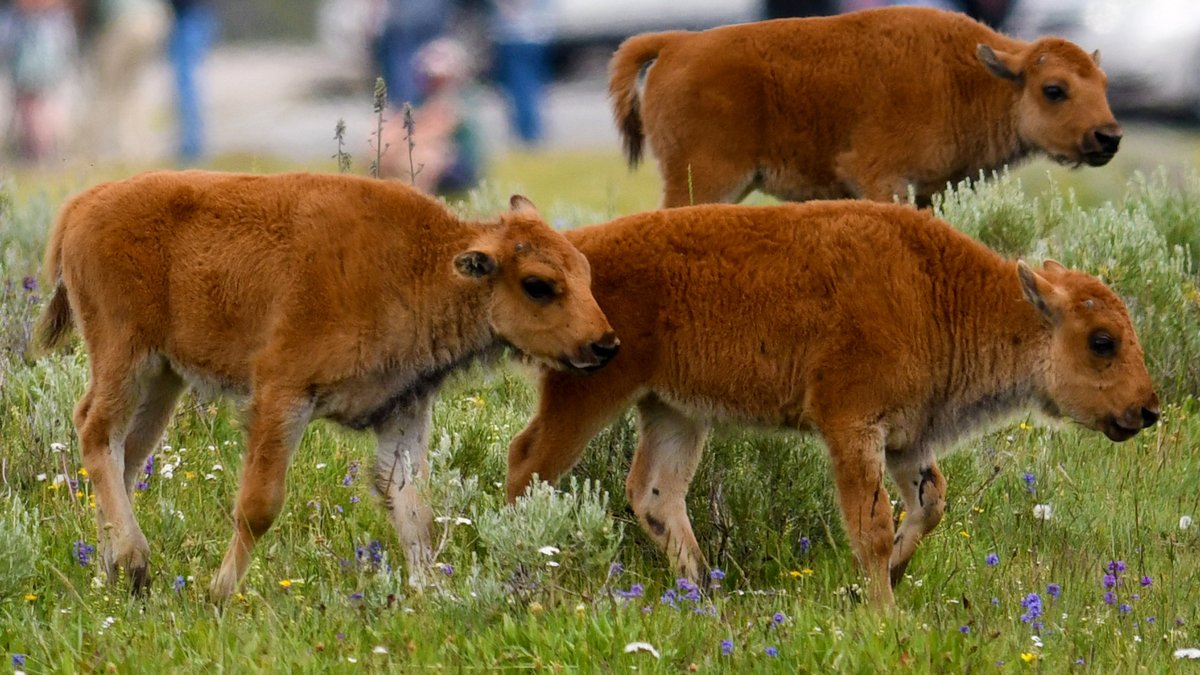 Yellowstone Day 1! 
Before we even got to the park we ran into an Elk nursery with a dozen sleepy calves.  Next up was a herd of Pronghorn in the prairie and then a herd of Bison with loads of little red dogs. The cherry on top was a beautiful Red Fox hunting to close out the day