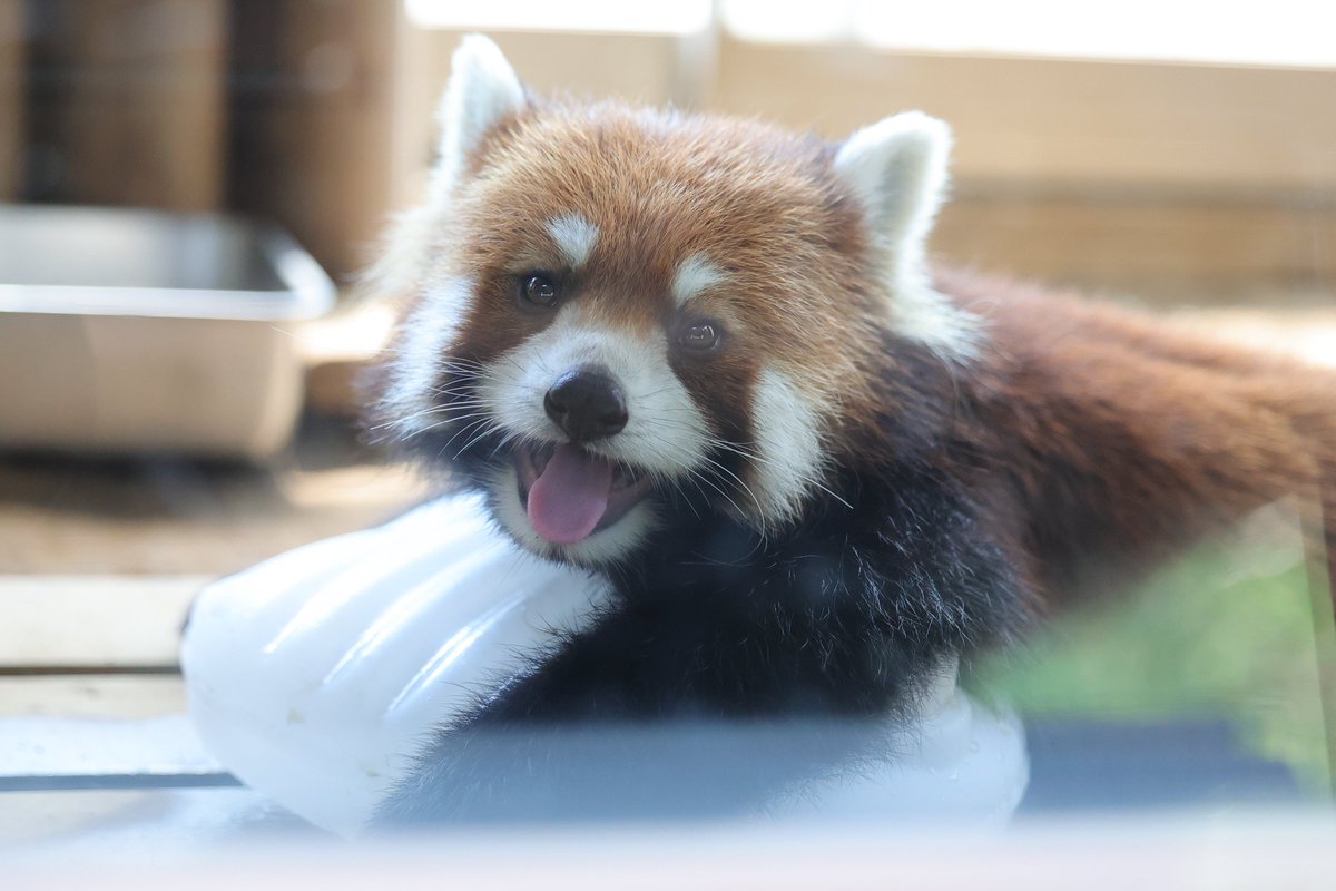 暑いねぇ
ヒナちゃん元気にしてるかな？
20250618 wed
#ズーラシア #zoorasia #よこはま動物園 
#レッサーパンダ #ヒナギク #redpanda
9132