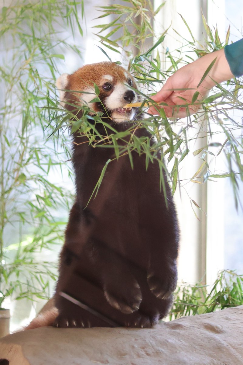 いただきます
まめちゃんのお手々可愛い❣️
20250618 wed
#ズーラシア #zoorasia #よこはま動物園 
#レッサーパンダ #まめたろう #redpanda
7602